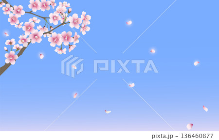 散る桜の花(ブルー背景) 散る桜の花(ブルー背景) 136460877