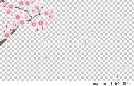 Falling cherry blossoms (transparent background) Falling cherry blossoms (transparent background) 136460878