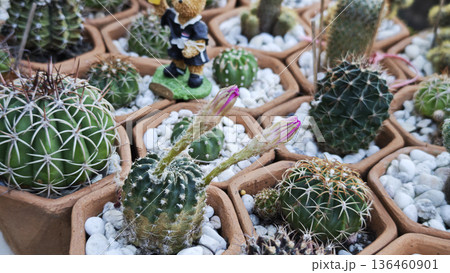Close-up of the cacti with spines in a pot filled with small rocks 136460901