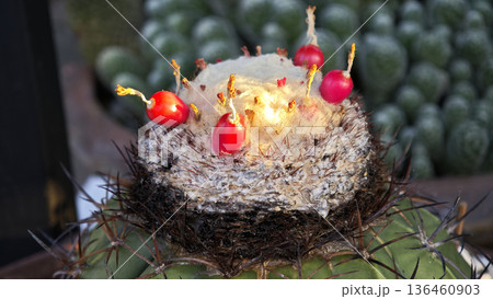 Close-up of the cacti with spines 136460903