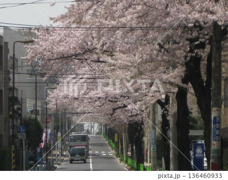 2009.4.8 碑さくら通りの桜 2009.4.8 碑さくら通りの桜 136460933