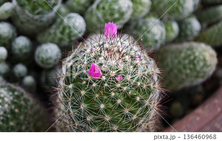 Close-up of the cacti with spines 136460968