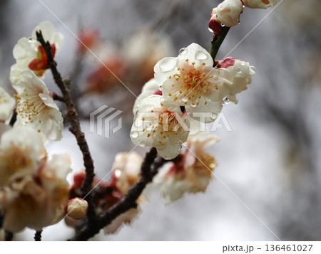 白い梅の花 136461027