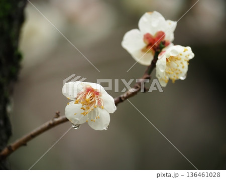 白い梅の花 白い梅の花 136461028