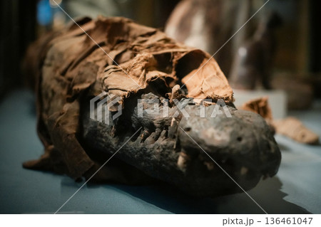 オーストリア_ウィーン_美術史美術館 136461047