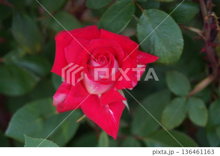 長野県坂城町のさかき千曲川バラ公園は山々に囲まれた千曲川のほとりに素晴らしいバラ公園があります。 136461163