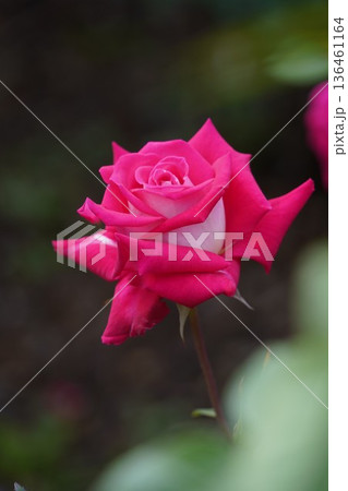 長野県坂城町のさかき千曲川バラ公園は山々に囲まれた千曲川のほとりに素晴らしいバラ公園があります。 136461164