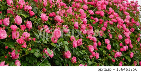 長野県坂城町のさかき千曲川バラ公園は山々に囲まれた千曲川のほとりに素晴らしいバラ公園があります。 長野県坂城町のさかき千曲川バラ公園は山々に囲まれた千曲川のほとりに素晴らしいバラ公園があります。 136461256