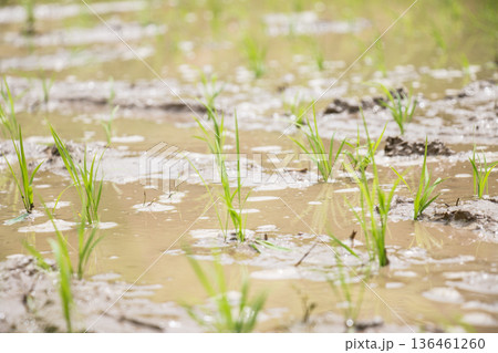田植えをしたばかりの田んぼ 136461260