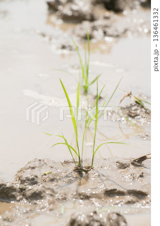 田植えをしたばかりの田んぼ　苗の画像 136461332