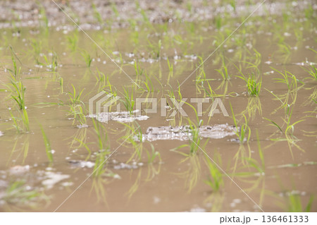 田植えをしたばかりの田んぼ 136461333