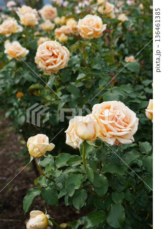 長野県坂城町のさかき千曲川バラ公園は山々に囲まれた千曲川のほとりに素晴らしいバラ公園があります。 136461385