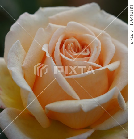 長野県坂城町のさかき千曲川バラ公園は山々に囲まれた千曲川のほとりに素晴らしいバラ公園があります。 長野県坂城町のさかき千曲川バラ公園は山々に囲まれた千曲川のほとりに素晴らしいバラ公園があります。 136461388