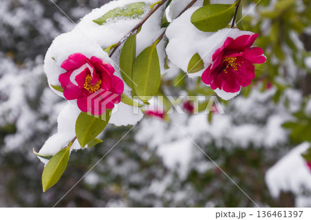 雪景色の山茶花の花 雪景色の山茶花の花 136461397