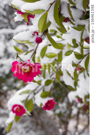 雪景色の山茶花の花 雪景色の山茶花の花 136461398