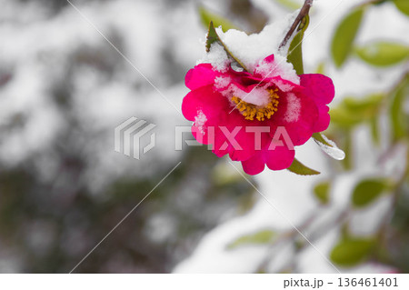 雪景色の山茶花の花 雪景色の山茶花の花 136461401