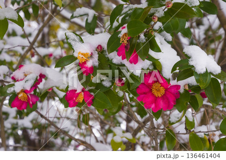 雪景色の山茶花の花 136461404