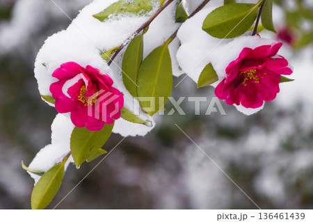 雪景色の山茶花の花 136461439