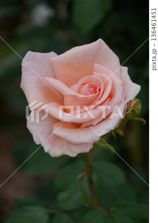 長野県坂城町のさかき千曲川バラ公園は山々に囲まれた千曲川のほとりに素晴らしいバラ公園があります。 長野県坂城町のさかき千曲川バラ公園は山々に囲まれた千曲川のほとりに素晴らしいバラ公園があります。 136461451