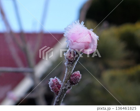 霜と花梅　13 136461825