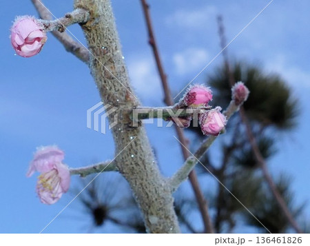 霜と花梅　12 136461826