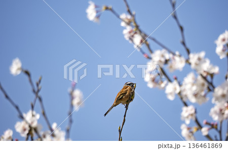 響く春の歌。桜と小鳥の青空シンフォニー 136461869