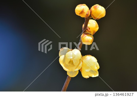 春を告げるロウバイの花 136461927