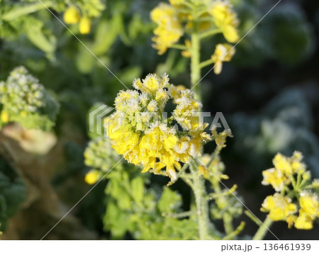 菜の花と霜　3 136461939