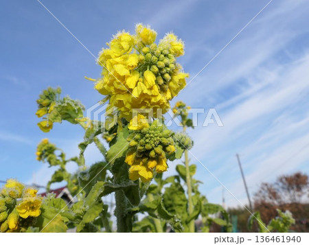 菜の花と霜 4 菜の花と霜 4 136461940