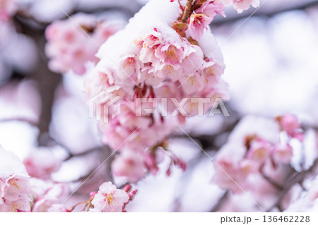立春・雪の積もった寒桜 立春・雪の積もった寒桜 136462228