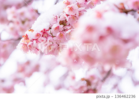 立春・雪の積もった寒桜 136462236