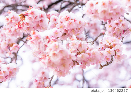 立春・雪の積もった寒桜 立春・雪の積もった寒桜 136462237