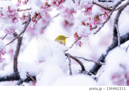 立春・雪の積もった寒桜とメジロ 立春・雪の積もった寒桜とメジロ 136462311