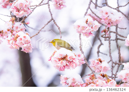 立春・雪の積もった寒桜とメジロ 136462324
