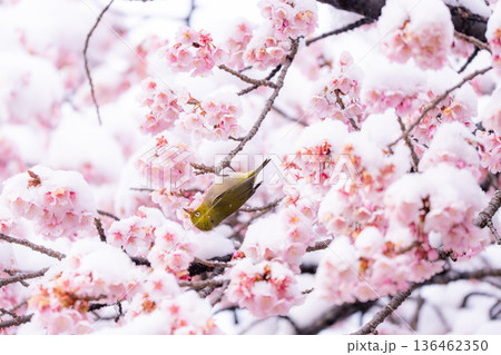 立春・雪の積もった寒桜とメジロ 立春・雪の積もった寒桜とメジロ 136462350