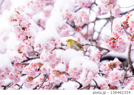 立春・雪の積もった寒桜とメジロ 136462354