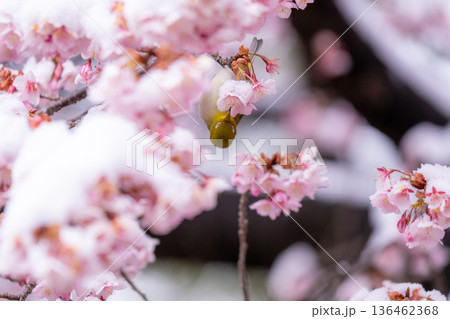 立春・雪の積もった寒桜とメジロ 立春・雪の積もった寒桜とメジロ 136462368