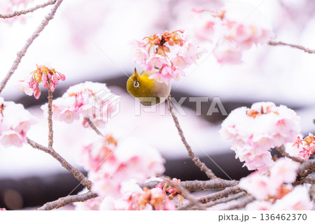 立春・雪の積もった寒桜とメジロ 136462370