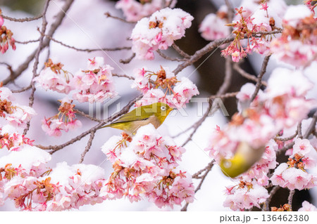 立春・雪の積もった寒桜とメジロ 立春・雪の積もった寒桜とメジロ 136462380