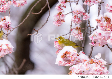 立春・雪の積もった寒桜とメジロ 立春・雪の積もった寒桜とメジロ 136462384
