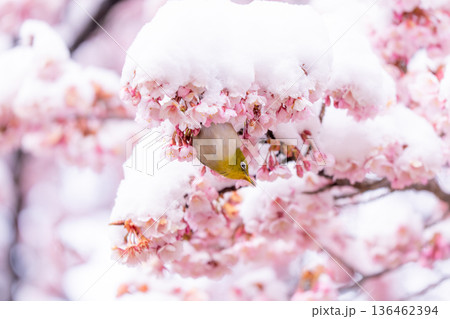 立春・雪の積もった寒桜とメジロ 立春・雪の積もった寒桜とメジロ 136462394