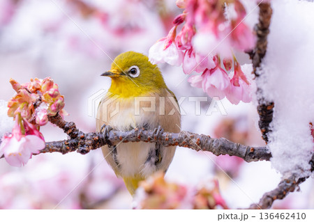 立春・雪の積もった寒桜とメジロ 136462410