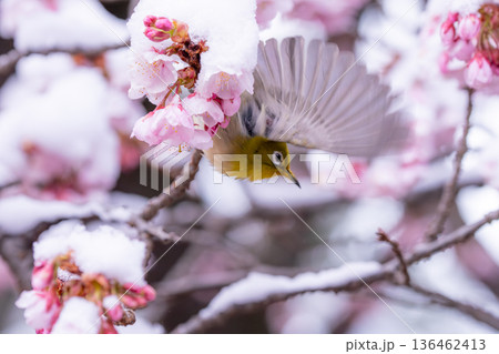 立春・雪の積もった寒桜とメジロ 立春・雪の積もった寒桜とメジロ 136462413
