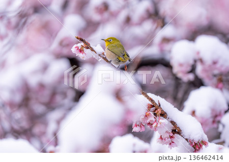 立春・雪の積もった寒桜とメジロ 136462414