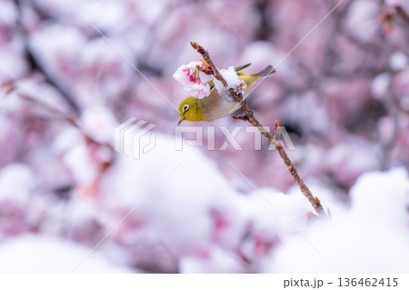 立春・雪の積もった寒桜とメジロ 立春・雪の積もった寒桜とメジロ 136462415