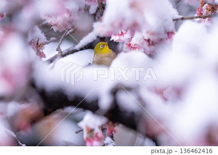 立春・雪の積もった寒桜とメジロ 立春・雪の積もった寒桜とメジロ 136462416