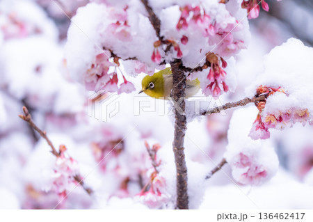 立春・雪の積もった寒桜とメジロ 立春・雪の積もった寒桜とメジロ 136462417