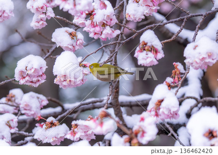 立春・雪の積もった寒桜とメジロ 136462420