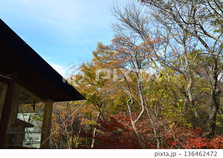那須平成の森 2025-11-2 #8 那須平成の森 2025-11-2 #8 136462472
