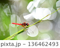 ハッチョウトンボ 136462493